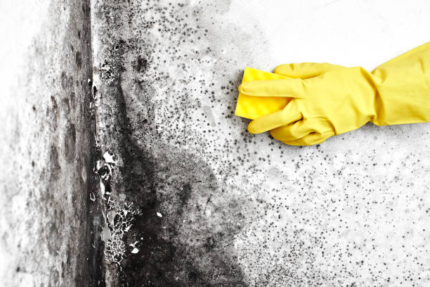 Biohazard Mold Removal in Mannford, OK